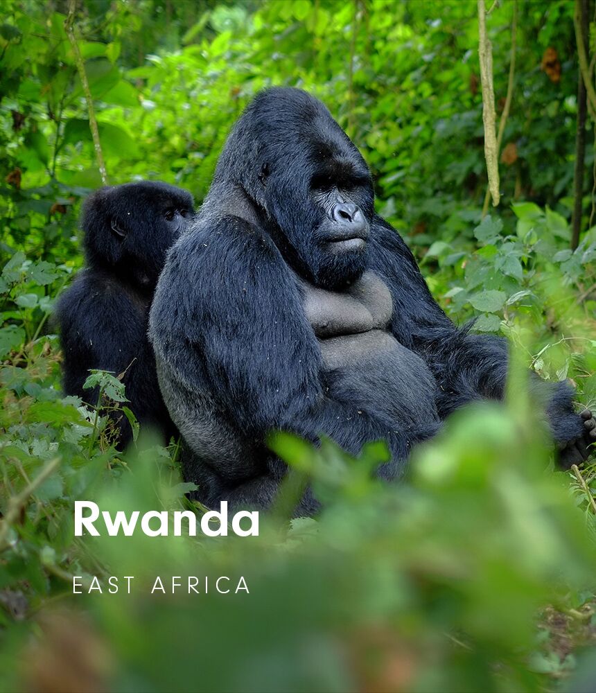 bespoke travel experiences to Rwanda with premier Africa