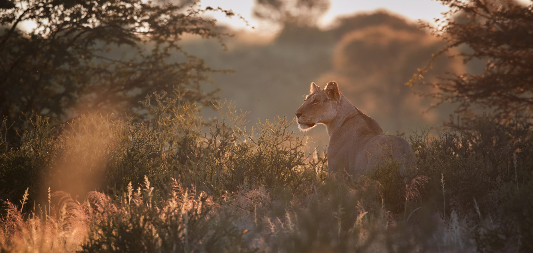 Lioness header 1