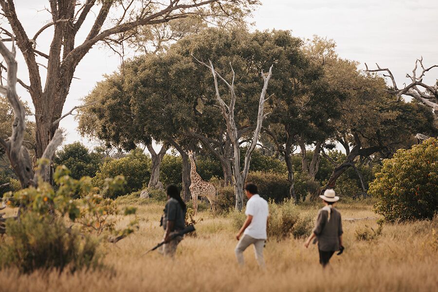 Guided private for clients hike through the wild in Botswana