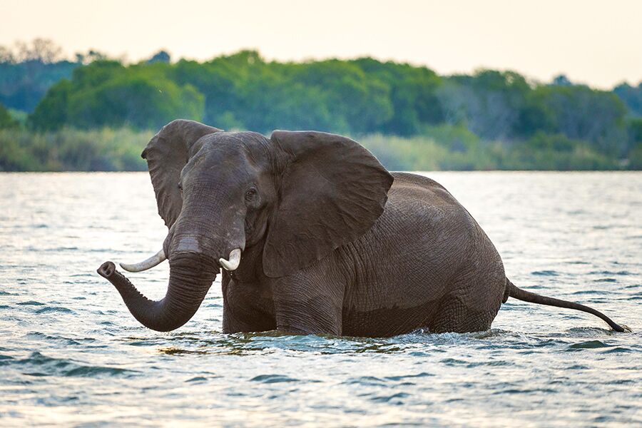 Wildlife viewing lions and elephants at watering hole while on a private, exclusive game drive in Zambia