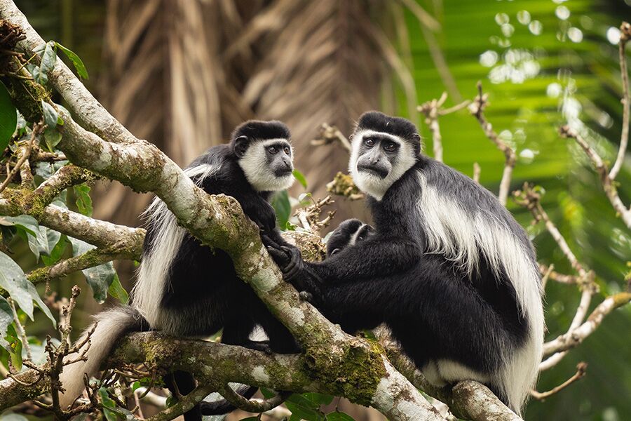 2 black and white colobus monkeys in a tree seen while on a luxury safari tour in Arusha National Park