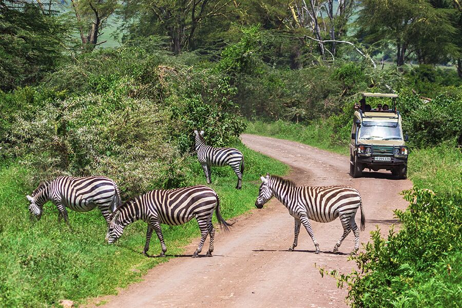 Wildlife viewing zebra on road while on a luxury safari game drive in Arusha National Park