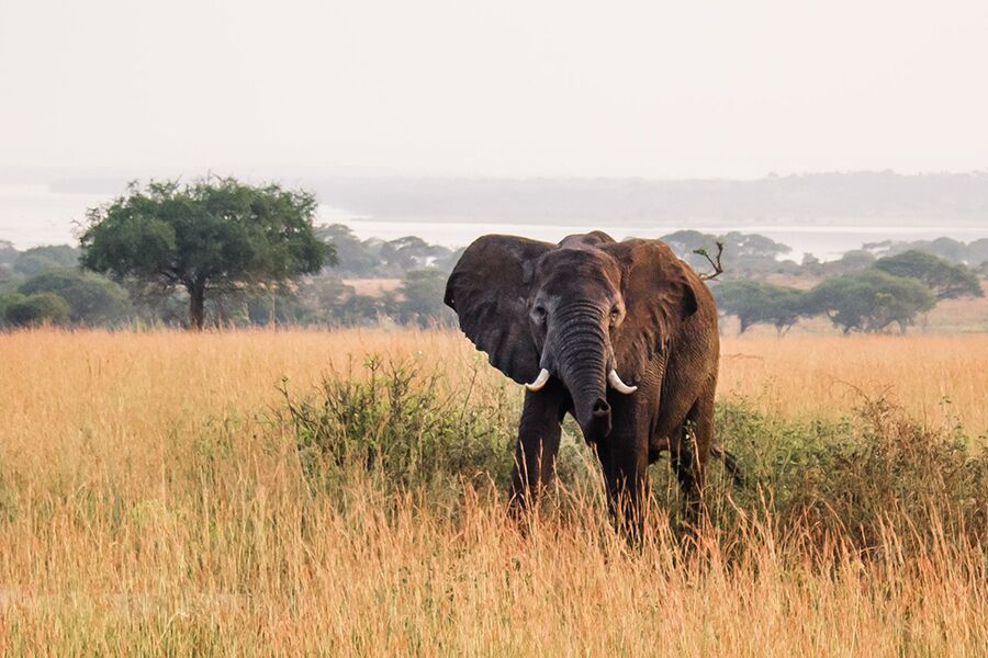 Wildlife viewing an elephant while on a private, exclusive game drive in Livingstone.