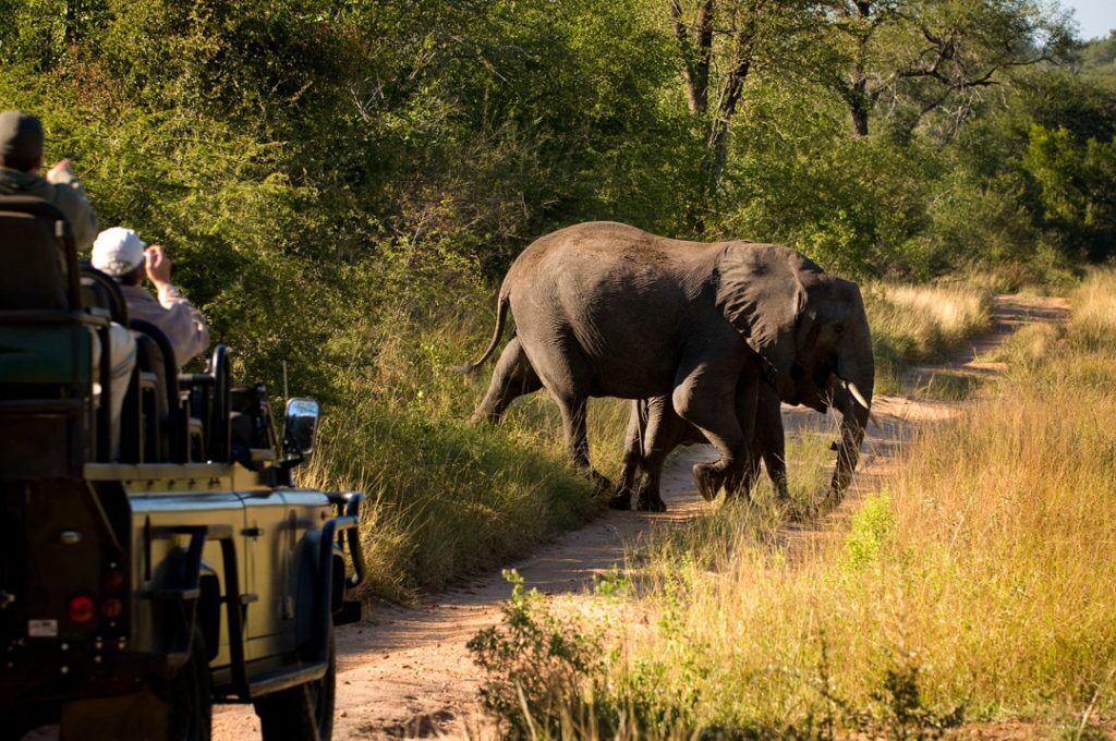 Ultimate golf and safari experience, game viewing Elephants in the Sabi Sands