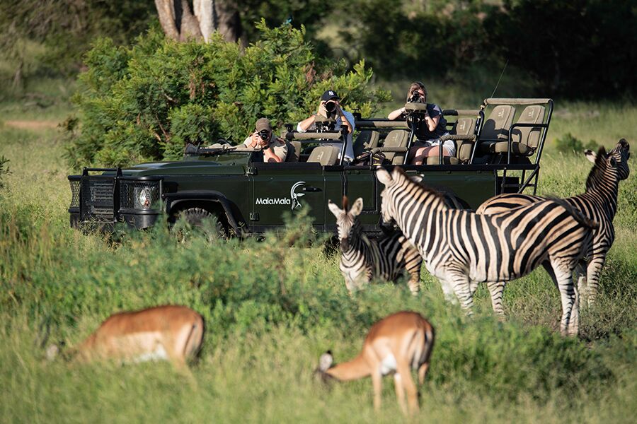 Wildlife viewing while on a private, luxury safari tour at mala mala reserve with Premier Africa.