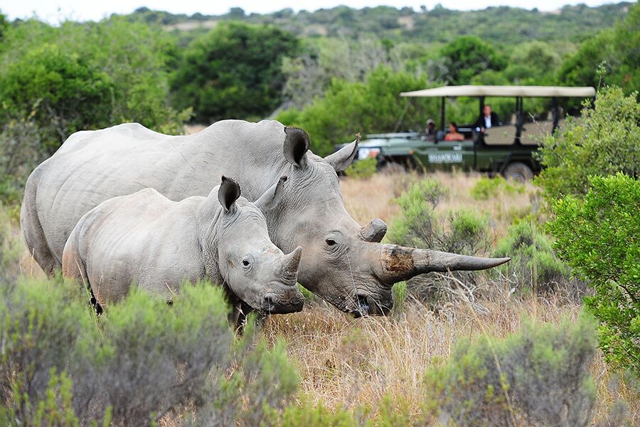 Wildlife viewing Rhinos while on a private, luxury safari tour n Southern Africa with Premier Africa.