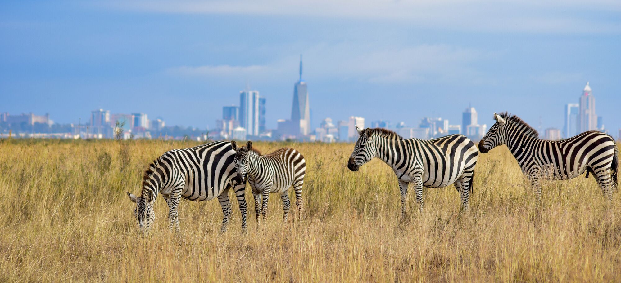 Zebra viewing outside Nairobi while on a luxury safari in Kenya