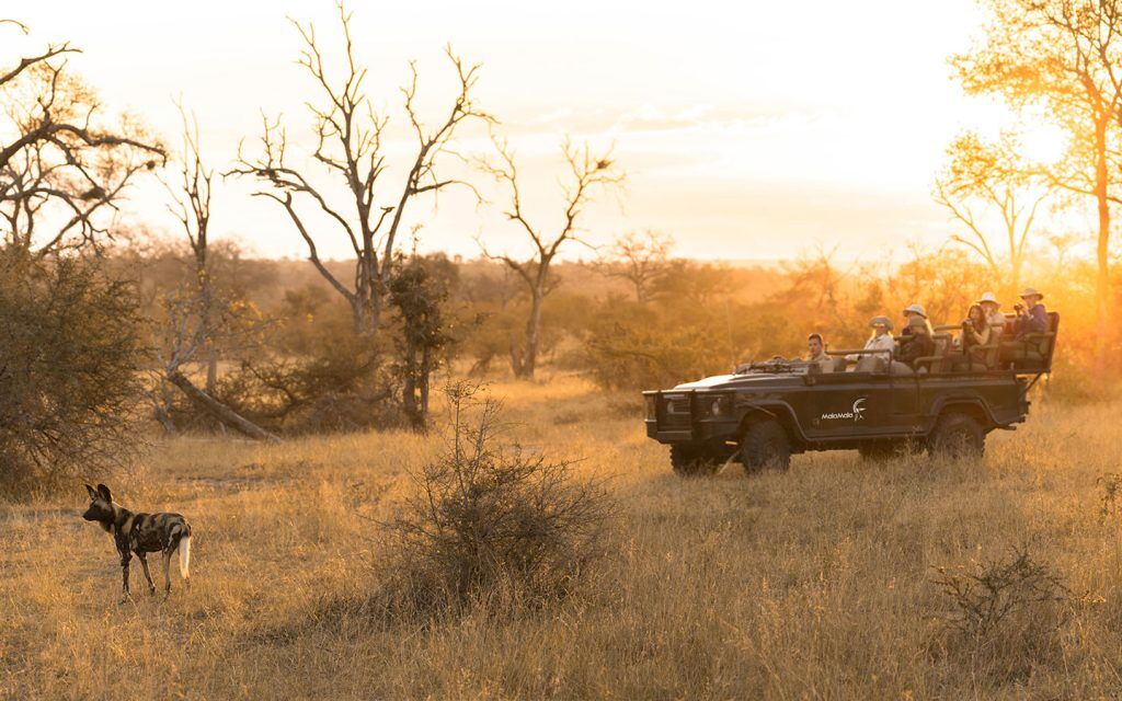 mala-mala-rattrays-camp-safari-game-drive