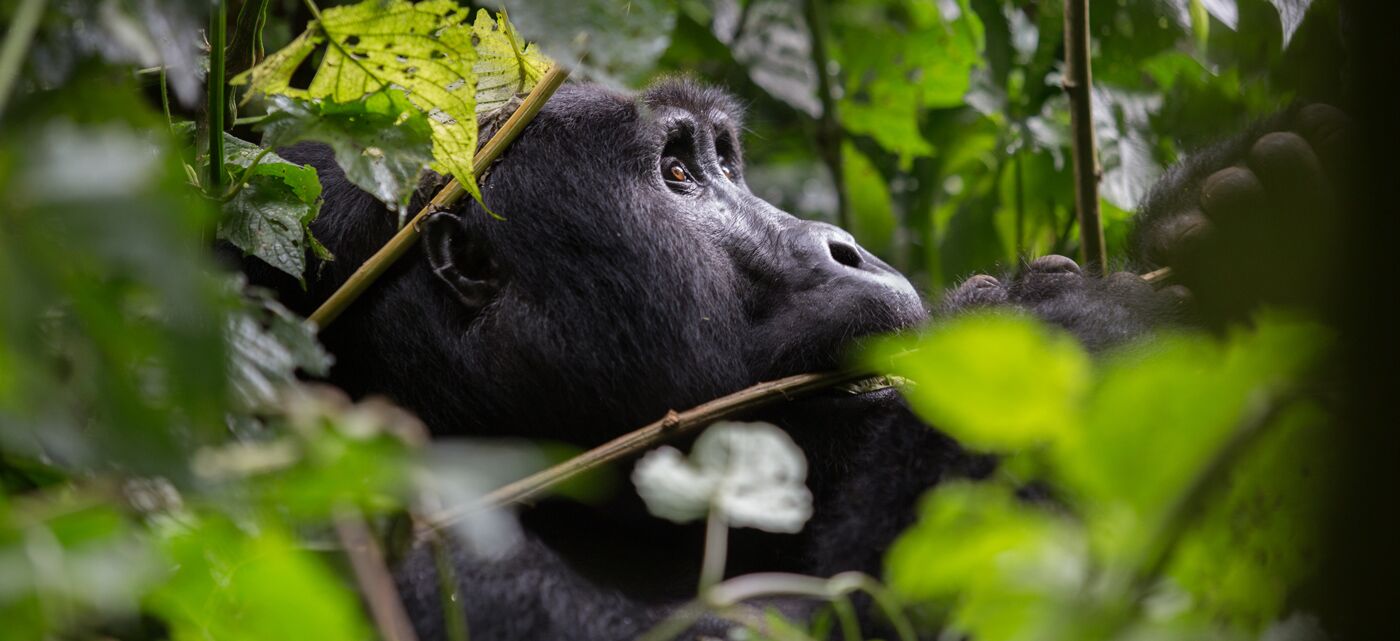 Experience volcanoes national park and see gorillas in the wild while on a private, luxury safari
