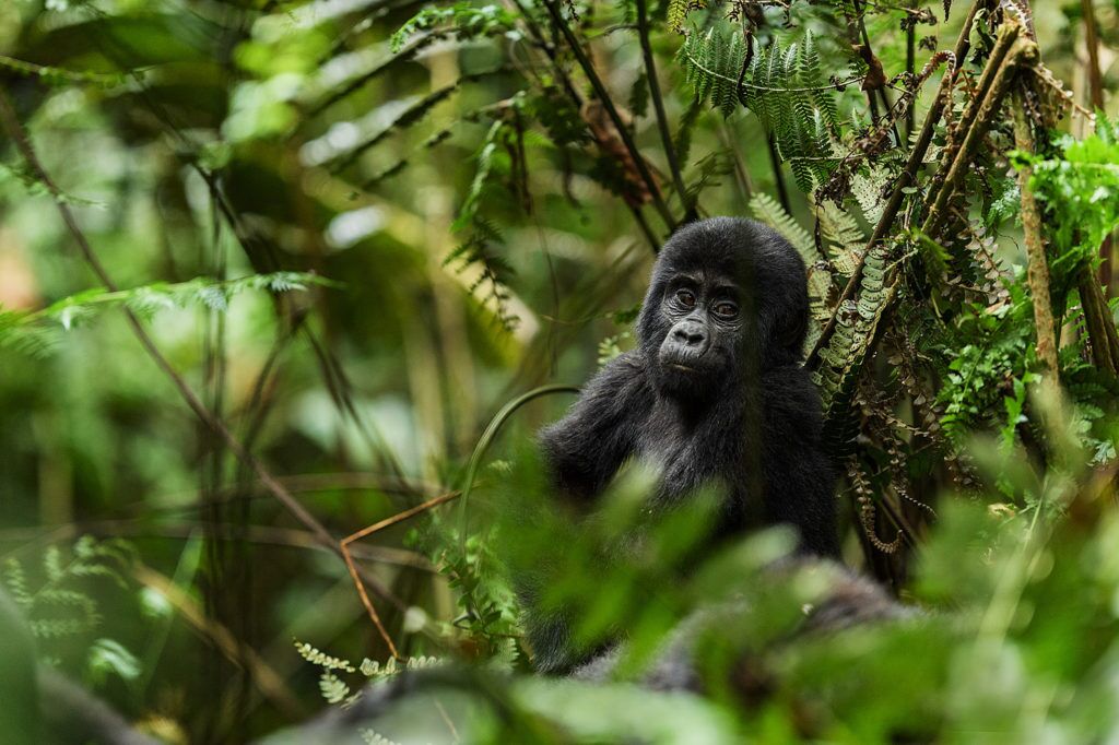 gorilla-trekking-rwanda