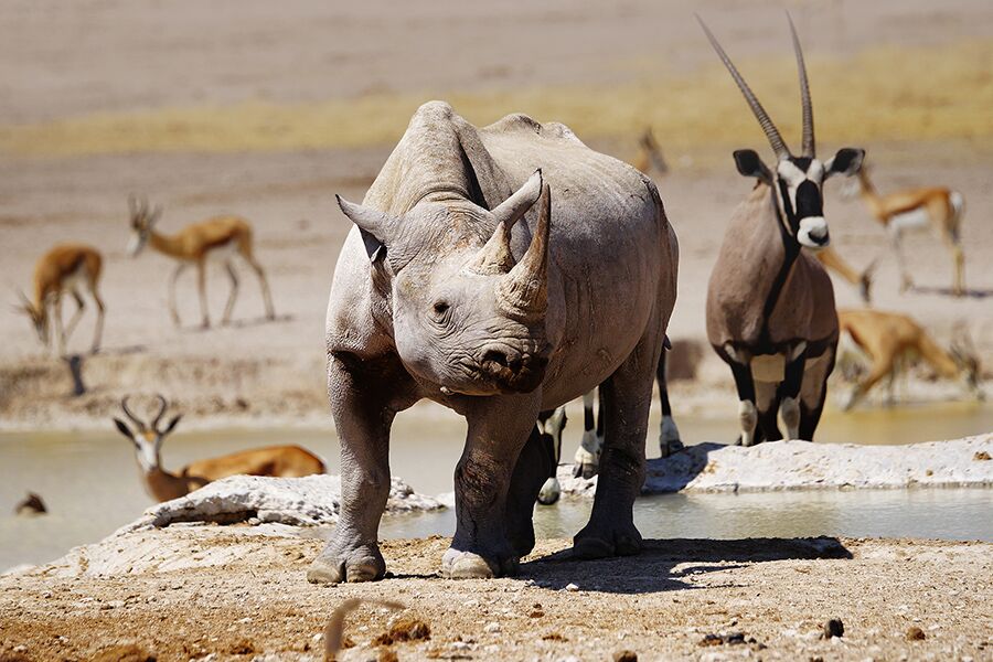 Wildlife viewing male Rhino with large horn on a private, exclusive game drive in Namibia with buck in background