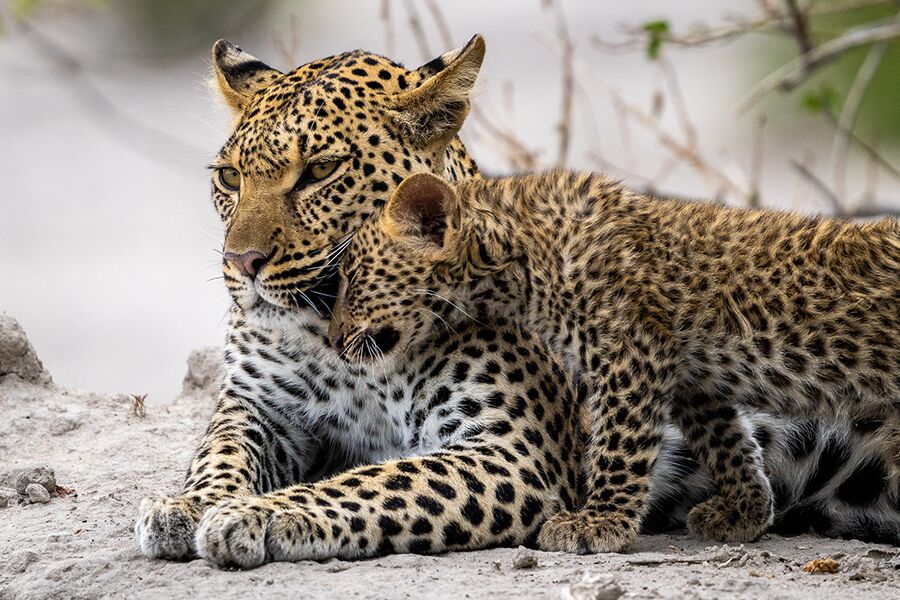 Viewing leopards while on a luxury safari in Botswana