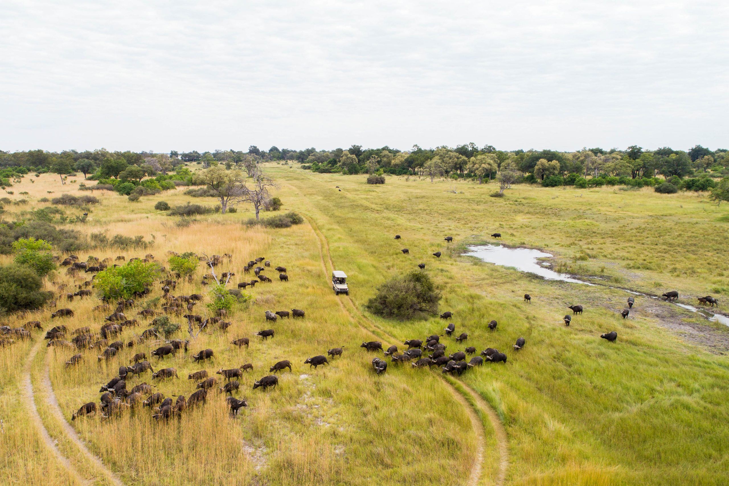 Moremi-reserve aerial view from private helicopter ride of buffalo and game drive while on a private, safari tour with Premier Africa.