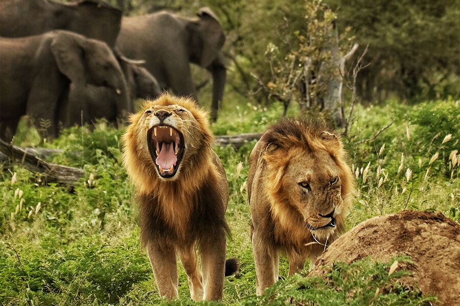 Wildlife viewing male lion roaring with elephants in the background seen on a private, exclusive game drive in Lion Sands