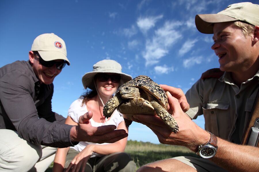 Wildlife viewing a turtle with private guide while on a luxury safari tour at mala mala reserve with Premier Africa.