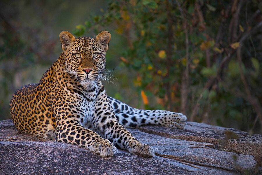 Wildlife viewing a large male Leopard while on a private, luxury safari tour at mala mala reserve with Premier Africa.
