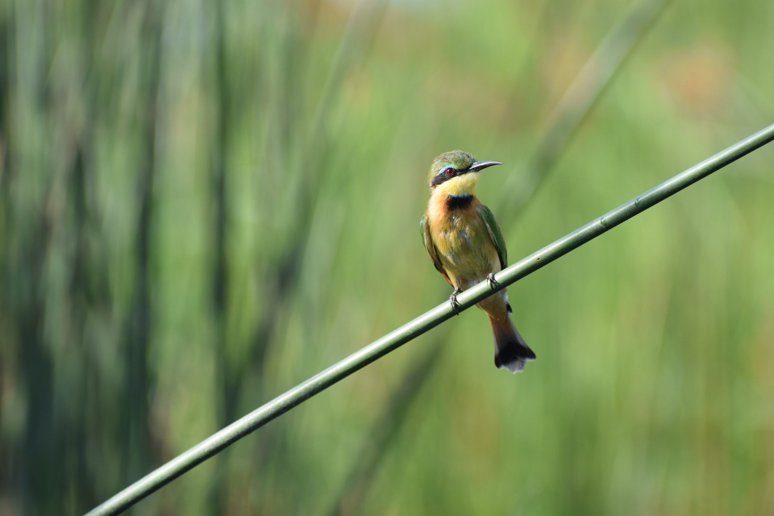 Bird watching at Mombo Camp, a luxury accommodation option while on a private safari in Botswana.