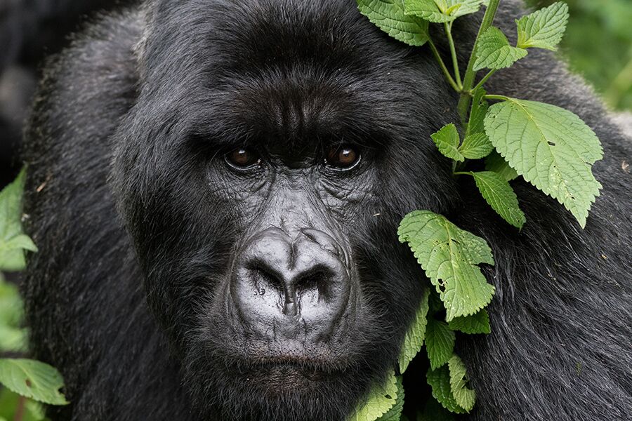 Gorilla in wild seen while gorilla trekking in Rwanda