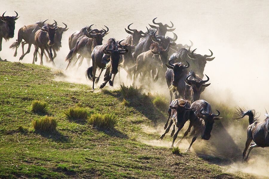 Wildebeest migration seen on a safari