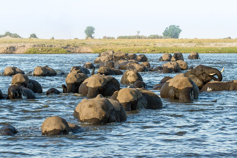 Wildlife viewing herd of elephants crossing river. Seen while on a luxury safari guided tour in Chobe National Park, Botswana