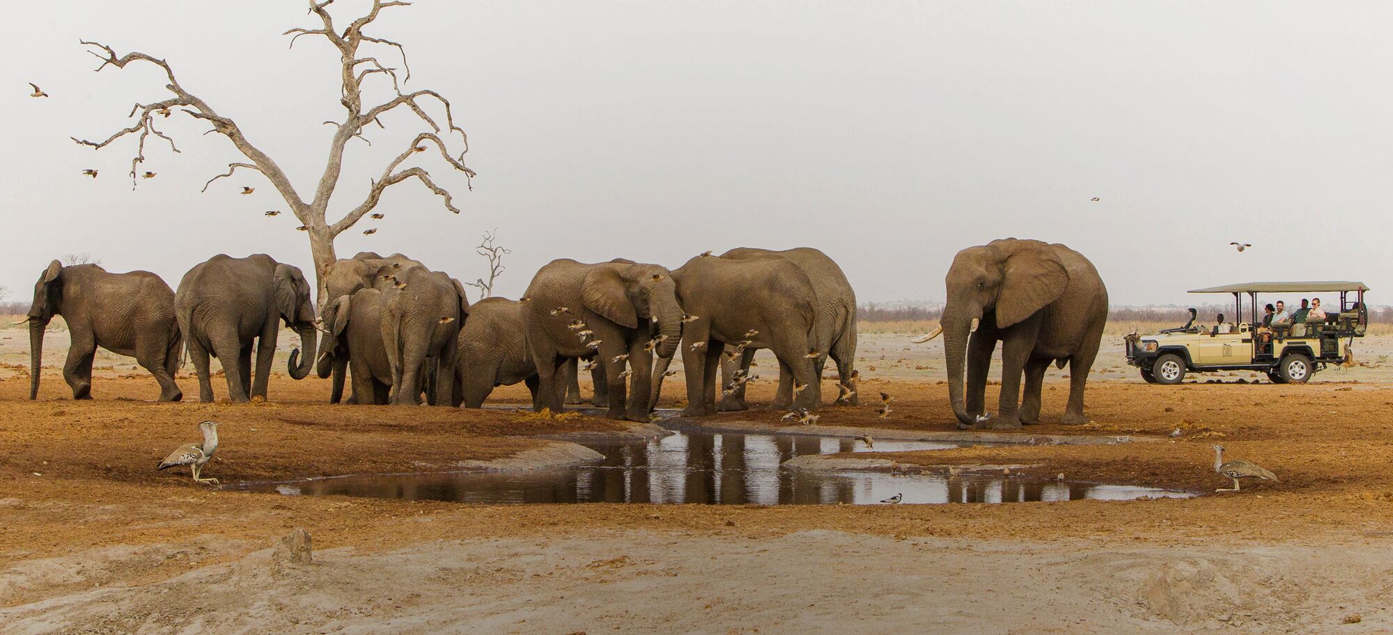 Wildlife viewing herd of Elephants while on a luxury safari tour in Chobe National Park, South Africa