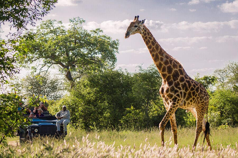 Wildlife viewing a giraffe while on a private safari tour at Sabi Sands Game Reserve with Premier Africa.