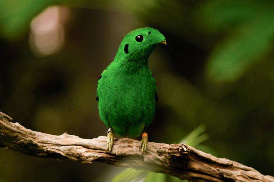 Bird watching in Bwindi Impenetrable Forest while on a luxury safari tour in Africa.