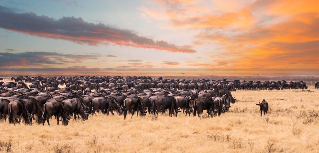 A Migration Of Wildebeest