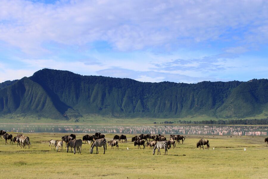 Wildlife viewing in Ngorongoro crater with large lake and pink flamingos.