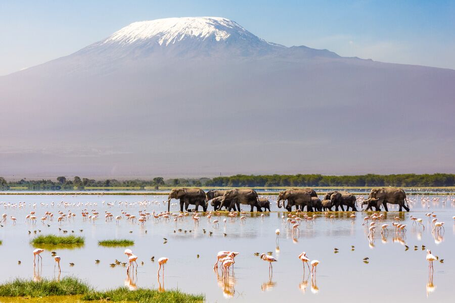 Elephants and Flamingos in a waterway with Kilimanjaro in the background seen on a luxury game drive with Premier Africa.
