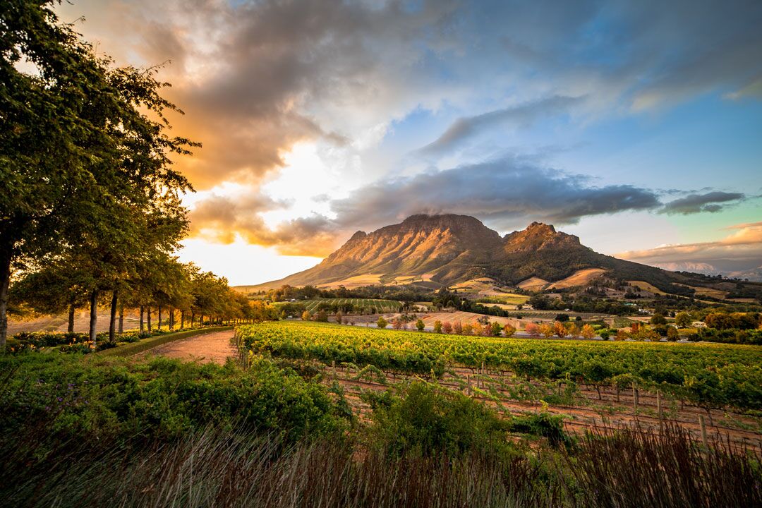 View of vineyards in the cape winelands while sightseeing.