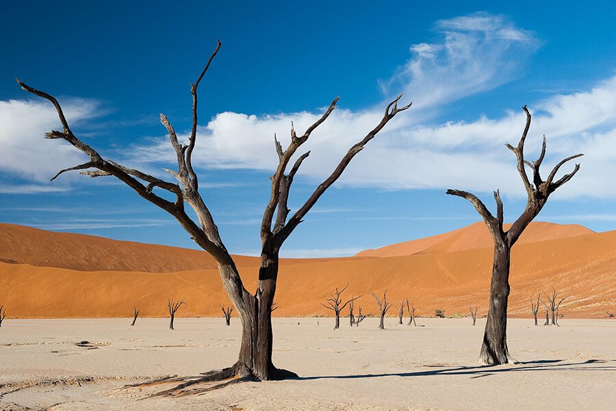 Trees in desert of Namibia seen on luxury safari tour