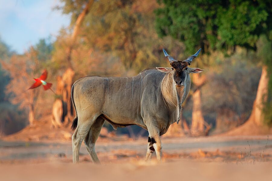 Wildlife viewing a buck, sightseeing while on a private golf and safari tour through South Africa.