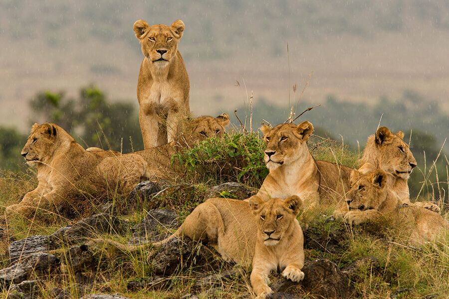 Wildlife viewing of lion cubs while on a luxury safari in Kenya
