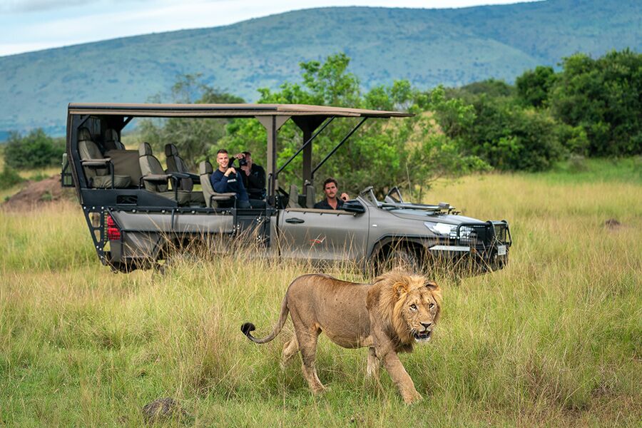 Wildlife viewing lion while on a luxury safari in Rwanda