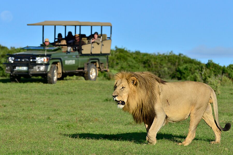 Guests going on a private game drive in South Africa and seeing lions