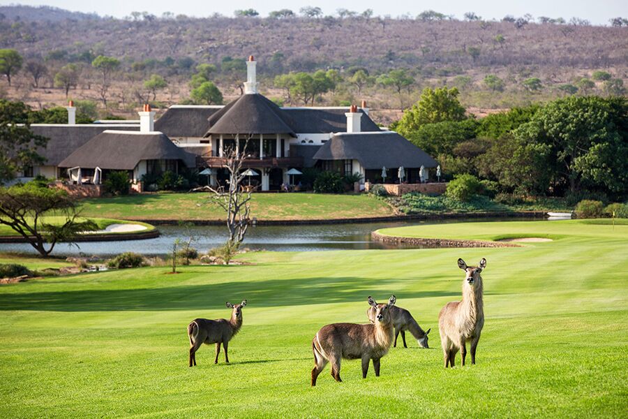 game viewing at luxury accommodation while on a safari in South Africa