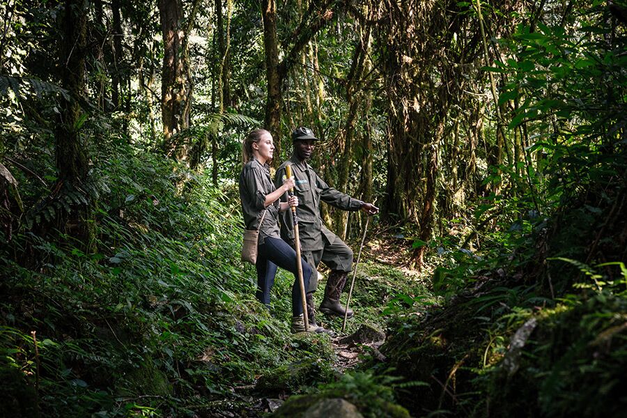 Clients on a private, guided hike in the Bwindi Forest looking for Gorillas and wildlife