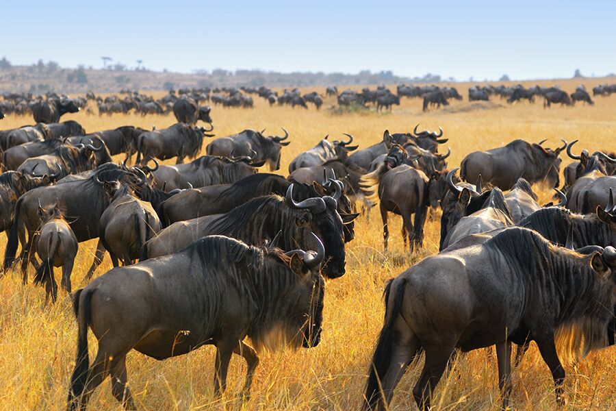 Wildlife viewing wildebeest heard while on a private, exclusive game drive in East Africa