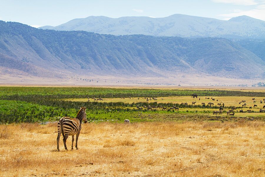 Wildlife viewing on private game drive while on a luxury safari in East Africa.