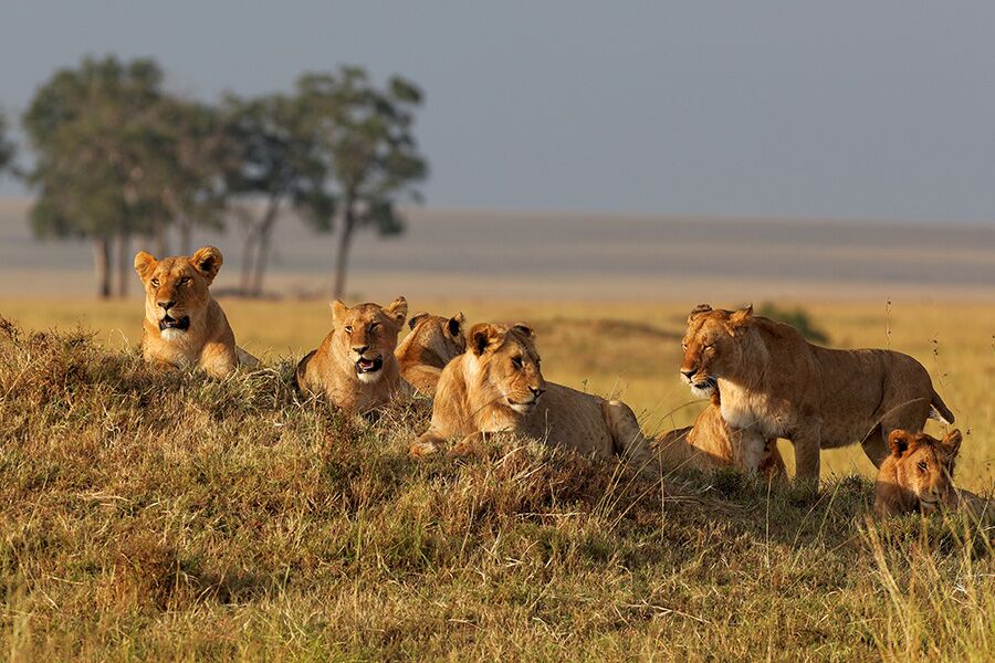 Wildlife viewing lions in the wild on a private, exclusive game drive in Masai Mara National Reserve