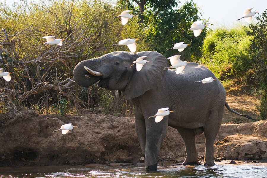 Wildlife viewing elephant drinking in watering hole, a luxury safari experience.