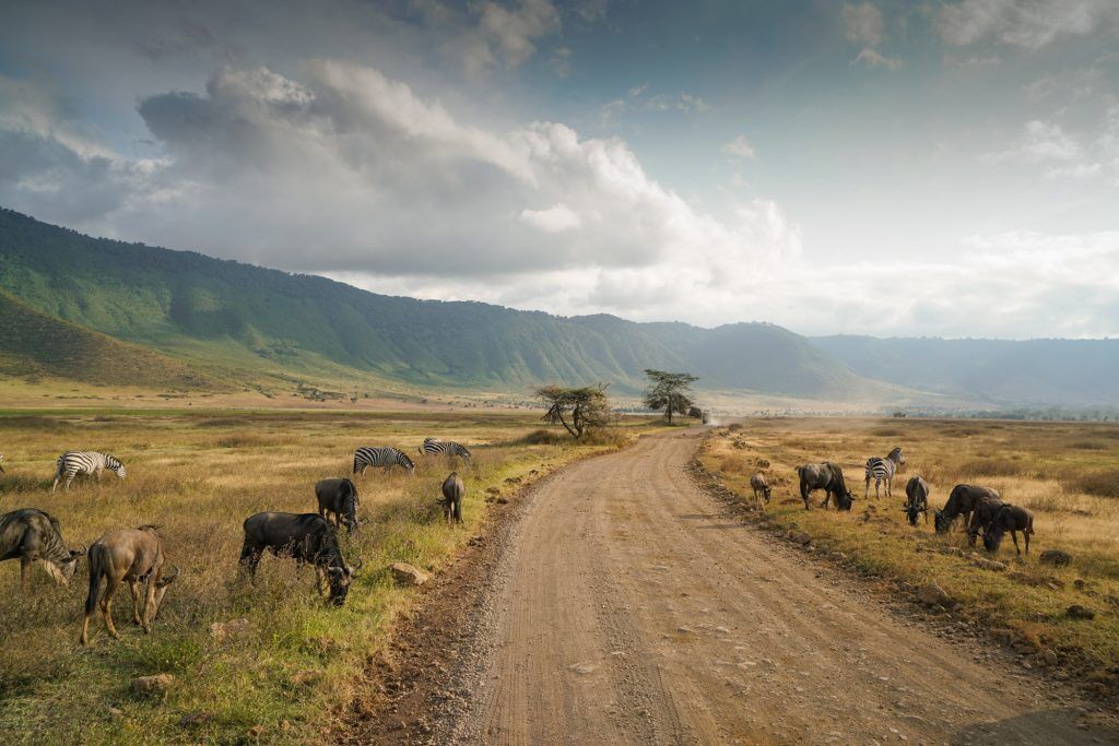Wildlife viewing animals on a private, exclusive game drive in Ngorongoro crater while on a luxury safari drive