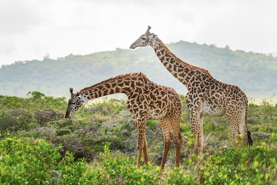 Wildlife viewing 2 giraffes eating a bush while on a luxury safari package in Arusha National Park with Premier Africa