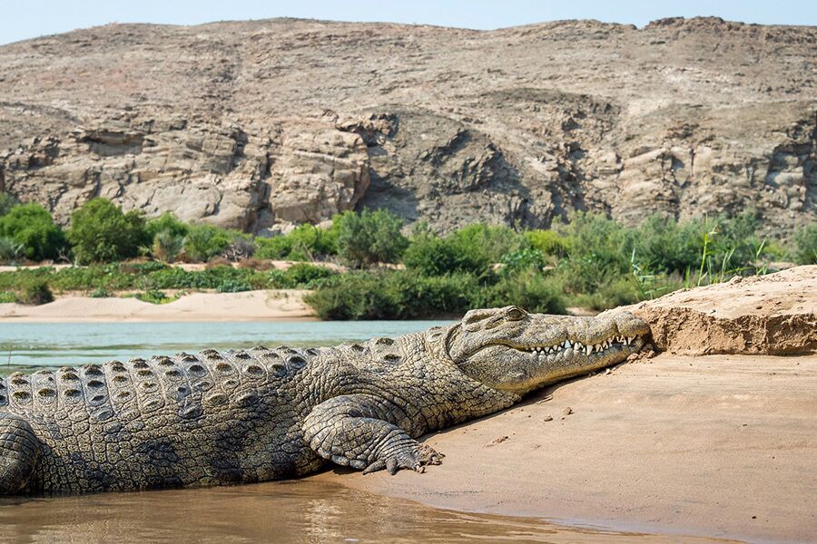 crocodile on riverbank in Kunene seen on a private, luxury safari with Premier Africa