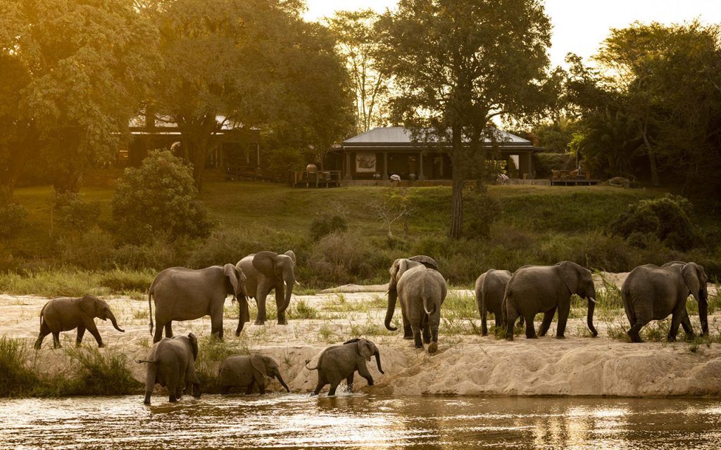 mala-mala-rattrays-exterior-elephants_02