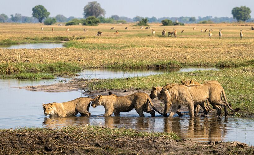 okavango-delta-premier-africa