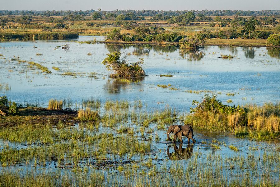 Wildlife viewing elephant walking in watering hole from private helicopter ride in the Okavango Delta while on a luxury safari experience.