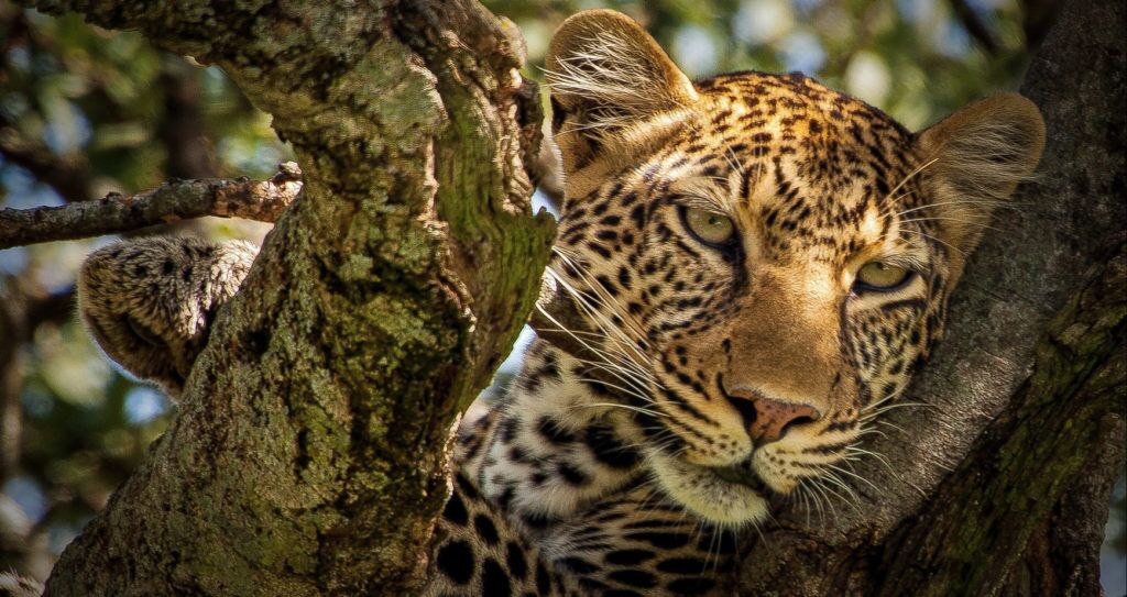 sabi-sands-header