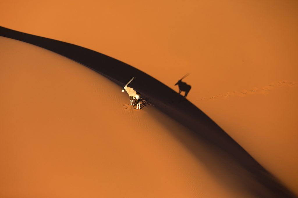 Solitary Oryx Standing On A Sand Dune